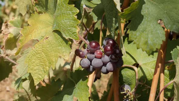 Slow motion harvest of  Vitis vinifera plant 1920X1080 HD footage - Common grape vine fruit cutting 