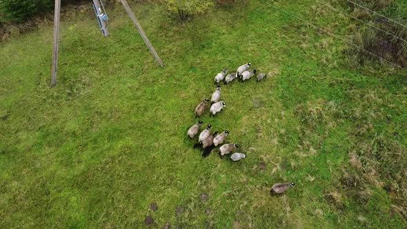 Aerial drone view of sheep herd feeding on grass in green field.