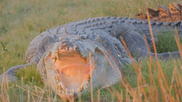 extreme close up of the open mouth of a large saltwater crocodile sunning itself