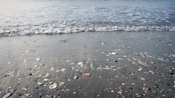Moving Down To Sea Shore With Many Shells