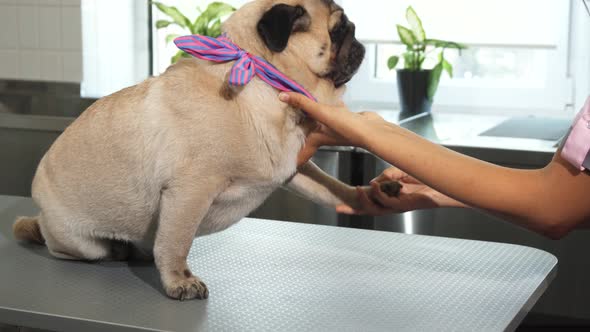 The Nurse Is Cheking Up Dogs Paws and Claws