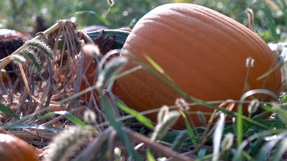 Extreme closeup dolly motion to the right of a large sized, sweating pumpkin withering on a vine at