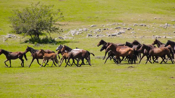 Wild Horses Running Galloping In Wild Nature