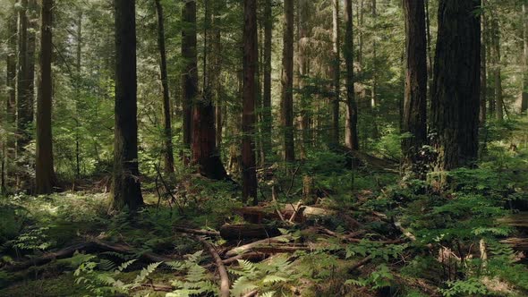 Gliding Over Forest Floor In Sun And Shade