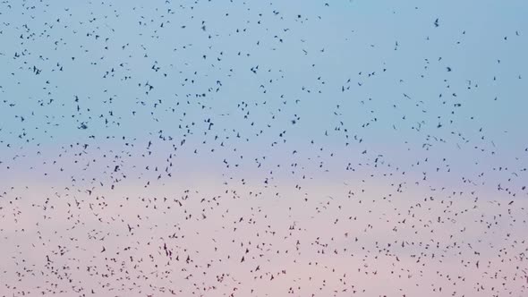 Purple Martin Birds Flock to Island at Sunset by the Millions