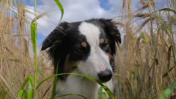 Dog in Barley Field at Summer