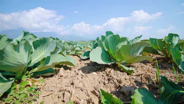 Cabbage Plants Grow on Vegetable Garden in Good Soil Closeup