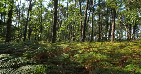 The Landes forest, Nouvelle Aquitaine, France.