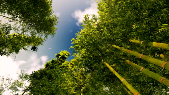 Bamboo Forest with Morning Sunlight