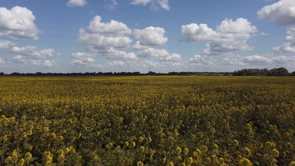 Flight Over a Sunflower Field