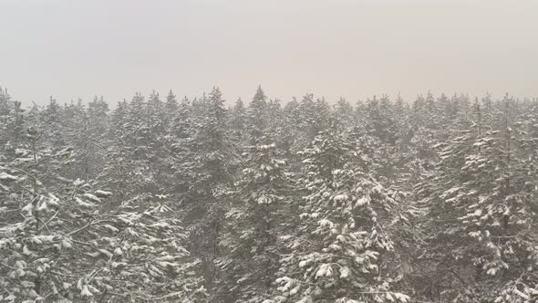 Slow descending in foggy forest by winter 4K aerial video