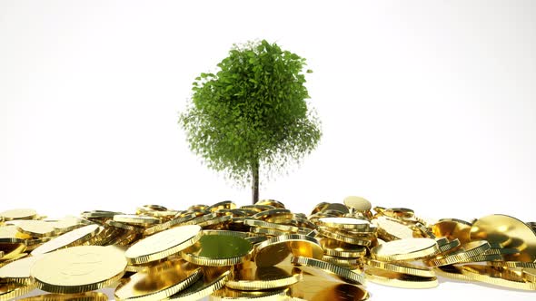 Raise Grow Tree Gold Coins in Awesome 3d Style on White Background