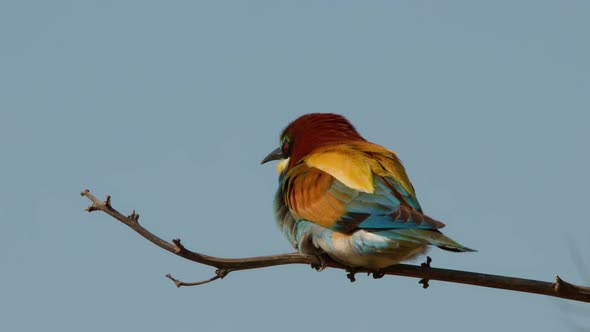 European Beeeater or Merops Apiaster