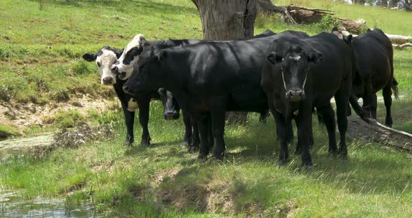 A tight shot of black and white cattle huddle under a tree next to a dam in Victoria Australia.