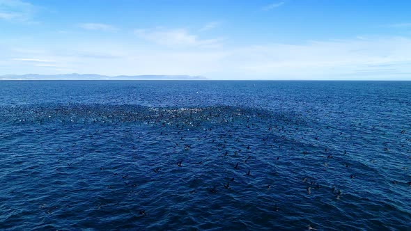 Aerial - Massive flock of cormorants in open ocean taking off flying, low flying drone