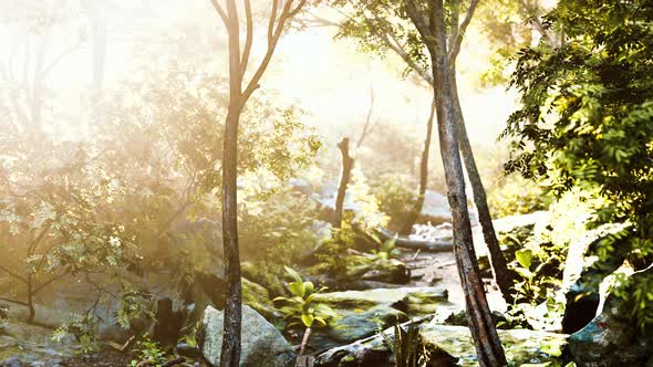Green Forest in Morning Sunlight alt
