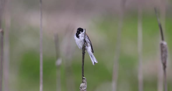 Common reed bunting female on the branch