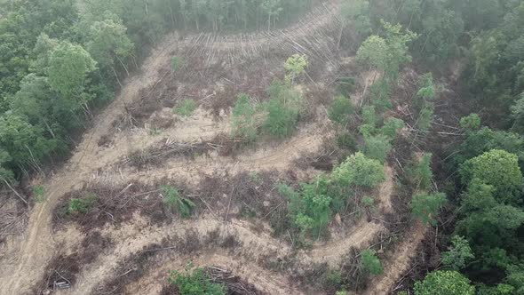Forest destruction in Malaysia