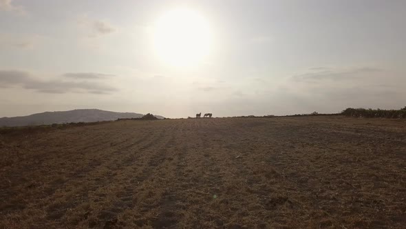 Aerial view of three horses on empty field in Greece.