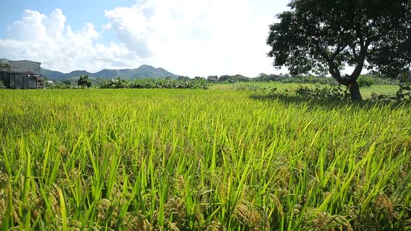 Rice field and tree