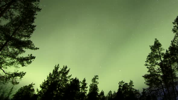 TIMELAPSE PAN of the Aurora Borealis dancing over a forest clearing