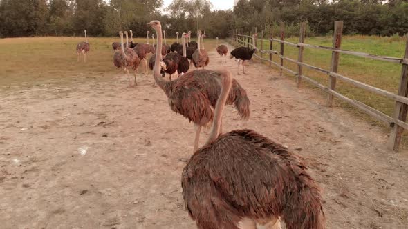 Big Ostriches at Farm Field