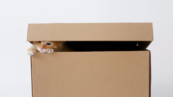 Cute Ginger Kitten in a Cardboard Box