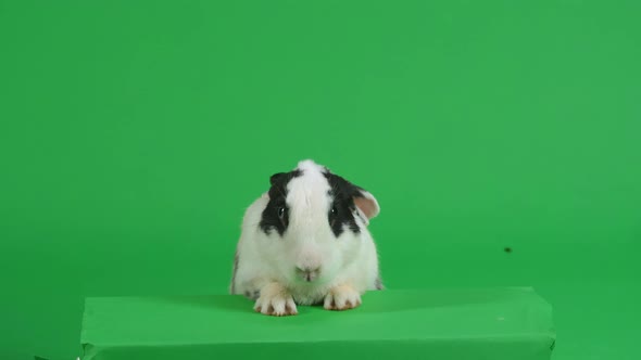 Cute Rabbit Step On Green Screen Background And Looking At Camera