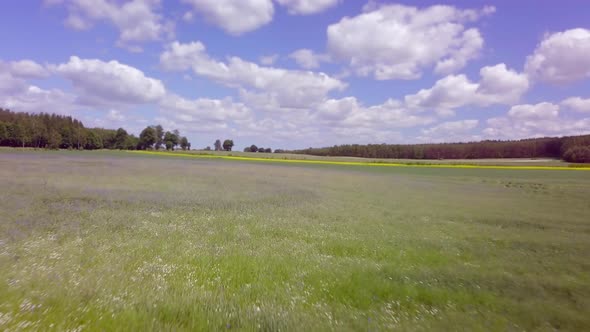 AERIAL Flight Over Green Cereal Field with Many Wildflowers