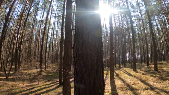 Inside a Pine Forest By Day Slow Motion