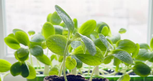 Rotating Pumpkin Sprouts Covered with Water Drops