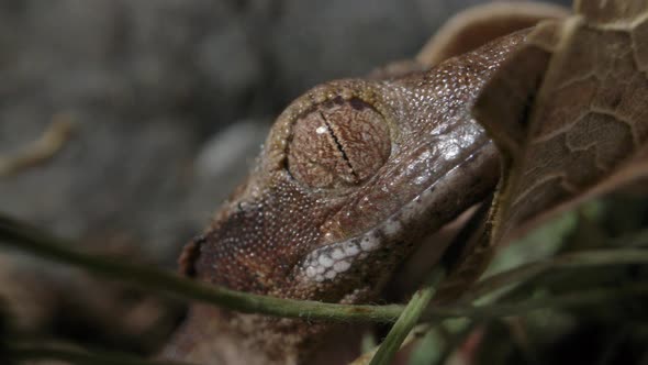 Crawling tiny crested gecko - baby lizard eyeball close up