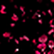Red Rose Petals Flying By From Side Transition - VideoHive Item for Sale
