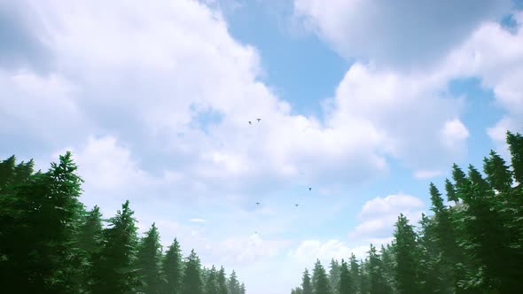 Flock of Birds Flying Over Forest at Sunny Day 4K 02