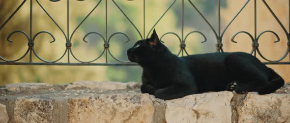 Black yellow-eyed cat lying down next to a metal fence, looking around 