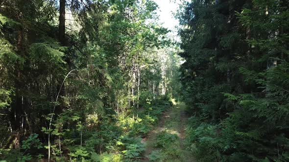 Summer In The Coniferous Forest 07