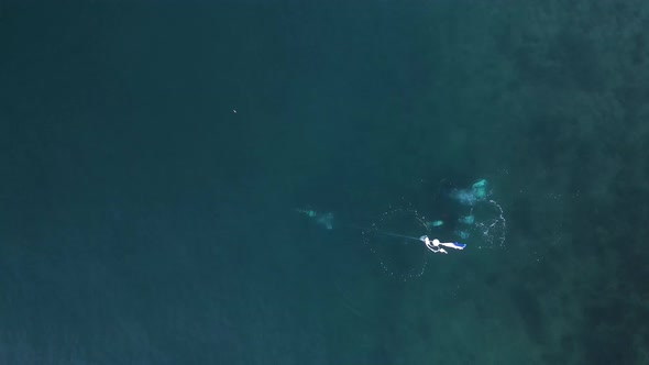 Unique view of scuba divers underwater towing a dive safety flag along the surface of the water. Dro