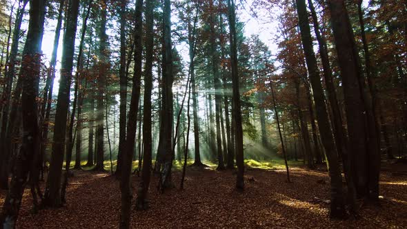 Beams of light in autumn forest, hiking in morning, sun rays through trees