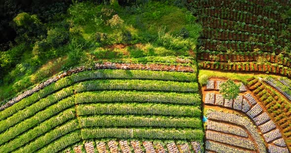 Ascending aerial top down shot of farmer working on Vegetable Plantation on Slope Of Mount Sumbing d