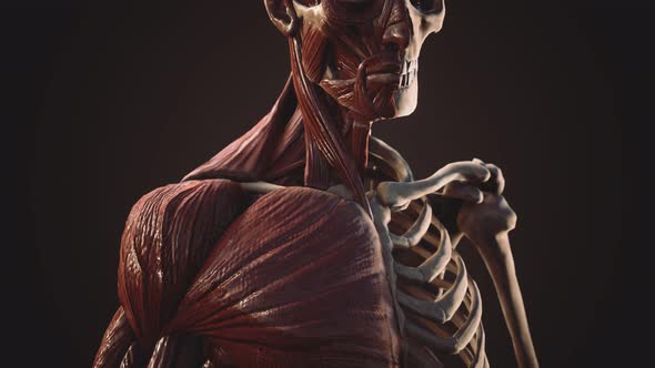 Muscular and Skeletal System of Human Body alt