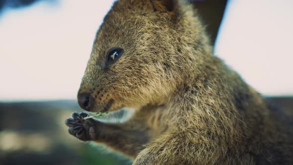 Koala Animal In Slow Motion