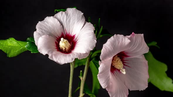 Hibiscus Flower Blossom Timelapse on Black 2