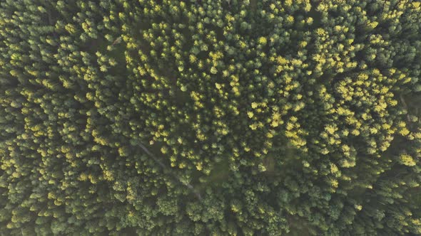 Flight Over Alpine Forest Durring Sunset Among Rural Path