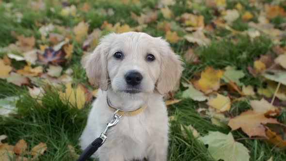 Golden Retriever Puppy Sitting on a Green Backyard Lawn