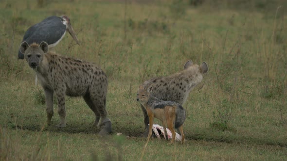 Two hyenas and a black-backed jackal eating a carcass