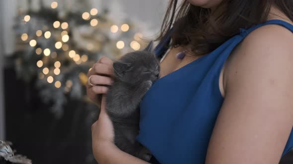 Closeup of Woman Petting Cute Kitten By Xmas Tree