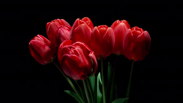 Red Tulips Blooming Flowers in Time Lapse on a Black Background