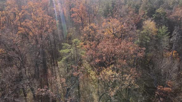 Forest with Trees in the Fall