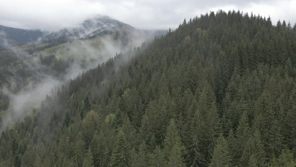 Ukraine, Carpathian Mountains: Beautiful Mountain Forest Landscape. Aerial, Flat, Gray