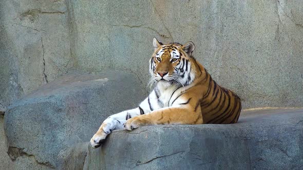 Tiger Looks Into the Camera Big Cat